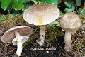 Agaricus moelleri-amf170